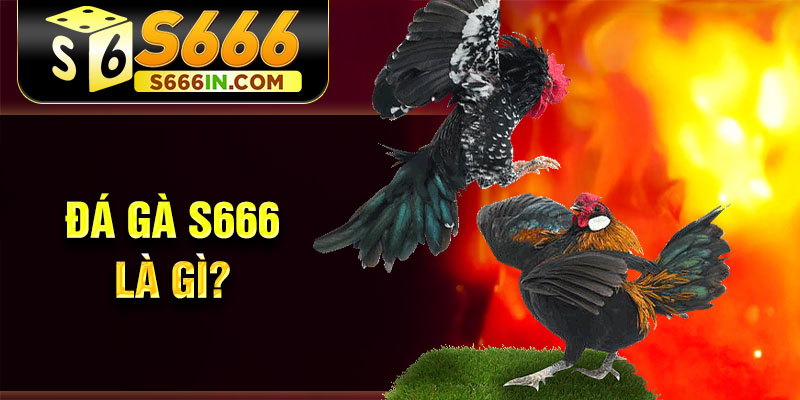 Đá gà S666 là gì? Đá gà S666 là gì?