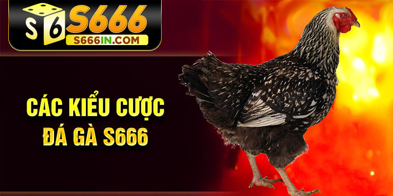 Các kiểu cược đá gà S666 Các kiểu cược đá gà S666