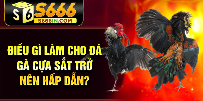 Điều gì làm cho đá gà cựa sắt trở nên hấp dẫn? Điều gì làm cho đá gà cựa sắt trở nên hấp dẫn?
