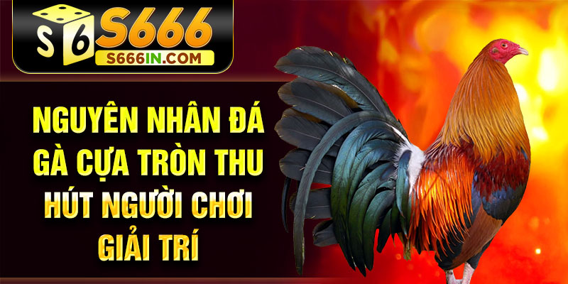 Nguyên nhân đá gà cựa tròn thu hút người chơi giải trí Nguyên nhân đá gà cựa tròn thu hút người chơi giải trí