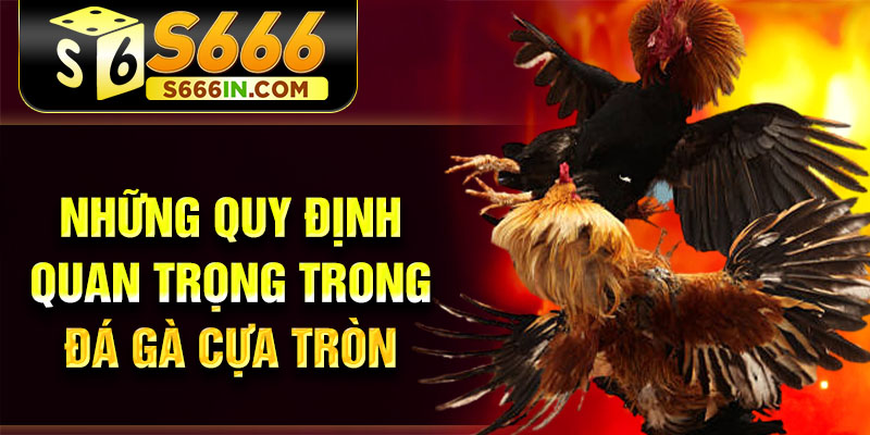 Những quy định quan trọng trong đá gà cựa tròn Những quy định quan trọng trong đá gà cựa tròn